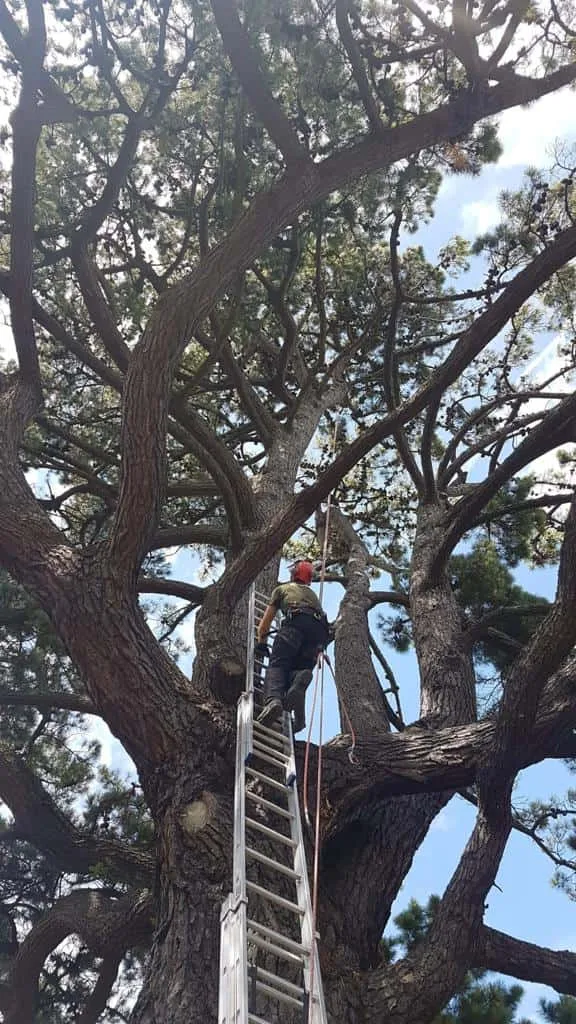 This is a photo of a very large tree with a ladder resting on it and an operative from NS Tree Surgery Egham climbing up it to carry out tree surgery