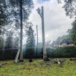 Image showcasing Top 7 Tree Surgery Services for Homeowners - NS Tree Surgery Egham